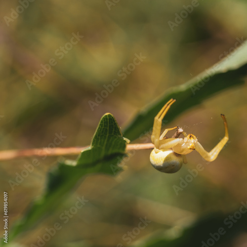 Poisonous white spider karakurt on a green leaf, dangerous for humans lat. Latrodectus pallidus photo