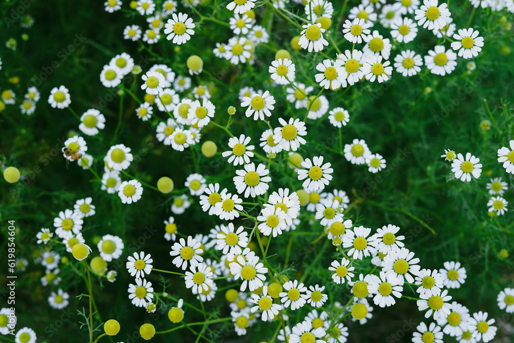 Background of white daisy flawers in the garden with vintage filter. 