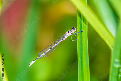 Small dragonfly Enallagma cyathigerum, the common blue damselfly, female. on a blade of grass