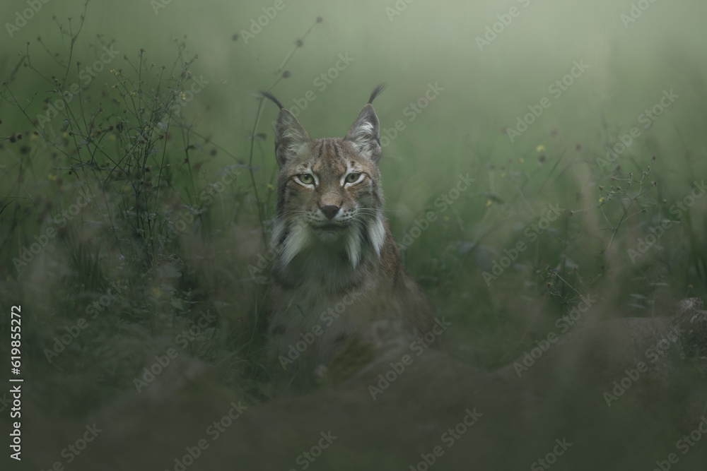 Fototapeta premium Lynx in the forest. Sitting Eurasian wild cat in green grass, green background. Wild cat in nature habitat, German, Europe. Wildlife scene.