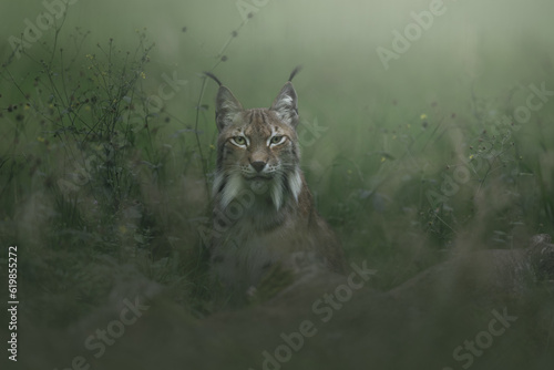 Lynx in the forest. Sitting Eurasian wild cat in green grass, green background. Wild cat in nature habitat, German, Europe. Wildlife scene.
