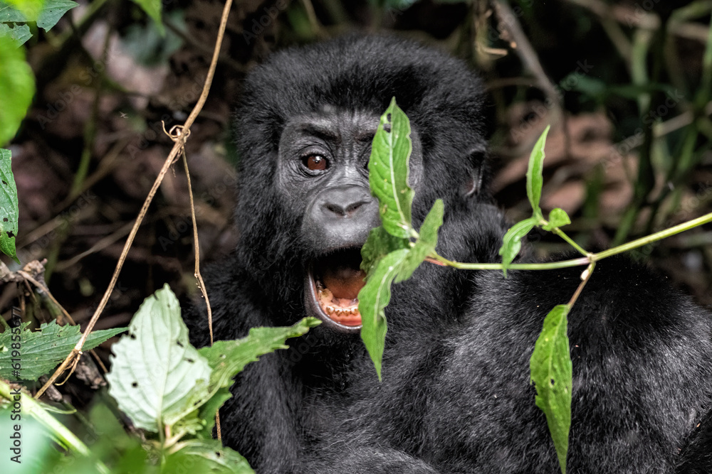 Obraz premium Mountain Gorilla