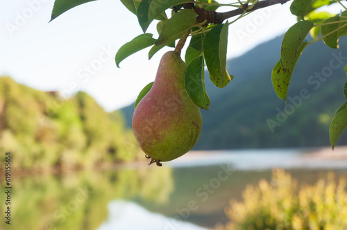 Fresh pear on a branch in nature.