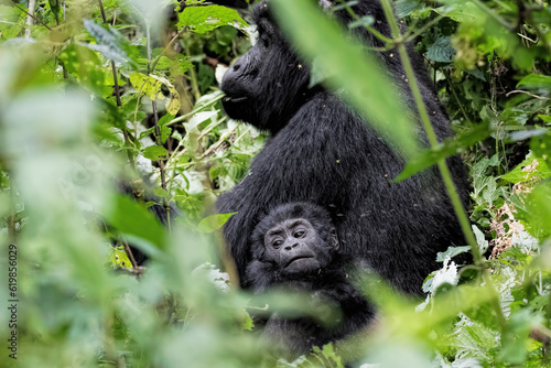 Mountain Gorilla