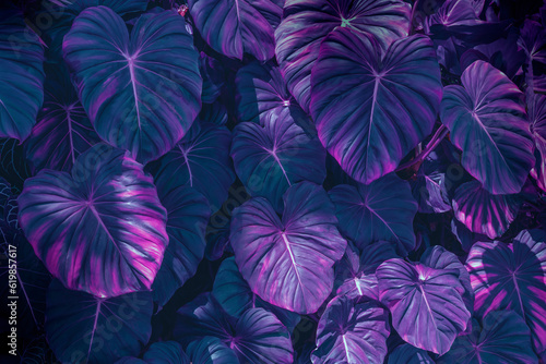 Creative fluorescent tropical background of tropical plant leaves.