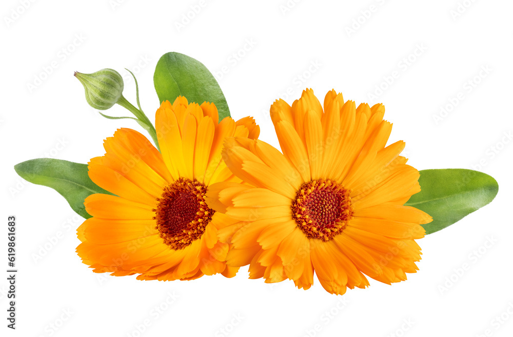 Calendula officinalis flower isolated on white or transparent background. Marigold medicinal plant, healing herb. Two calendula flowers with green leaves. - obrazy, fototapety, plakaty 