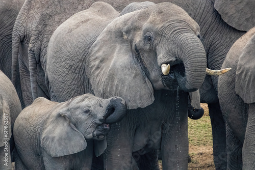 Fotografie African Elephant