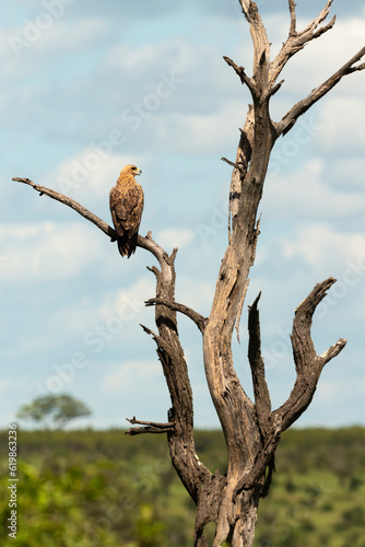 Konstfotografi Aigle ravisseur,.Aquila rapax, Tawny Eagle