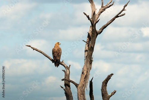Aigle ravisseur,.Aquila rapax, Tawny Eagle photo