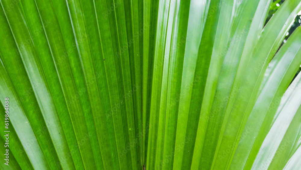Close up texture of folds palm leaf backgroud Close up texture of folds palm leaf backgroud
