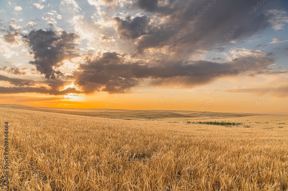 Bright amazing golden summer sunset over hills and wheat fields.Sunset sky.