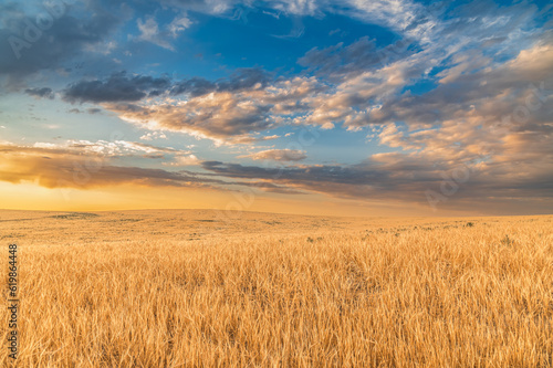 Bright amazing golden summer sunset over hills and wheat fields.