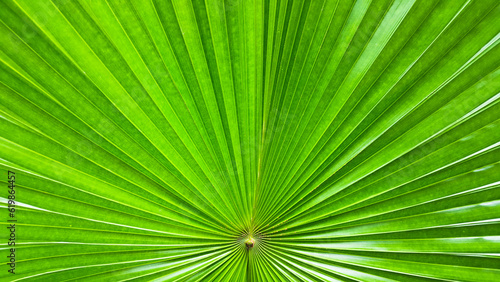 Close up texture of folds palm leaf backgroud