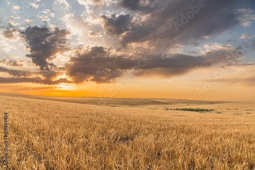 Bright amazing golden summer sunset over hills and wheat fields.Sunset sky.