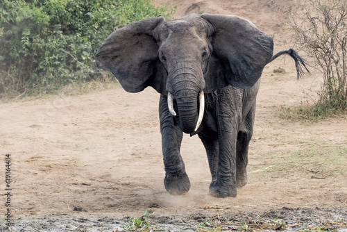 Canvas Print African Elephant
