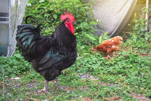 Free range organic chickens poultry in country of Thailand. Black australorp rooster in the backyard on the green grass.
