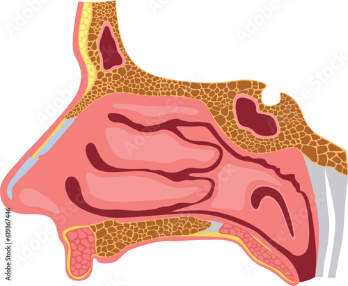 Nasal cavity vector diagram detailed illustration for medical study and doctors education isolated on white background