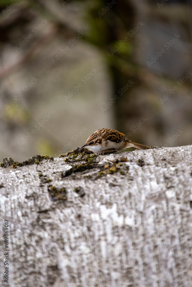 Eurasian Treecreeper (Certhia familiaris) - Nature's Acrobatic Climber Eurasian Treecreeper (Certhia familiaris) - Nature's Acrobatic Climber