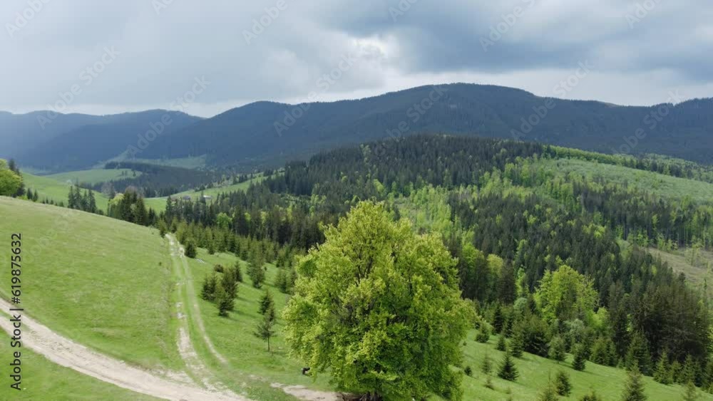 Old beech and forested slopes in Carpathian Mountains, aerial view Old beech and forested slopes in Carpathian Mountains, aerial view