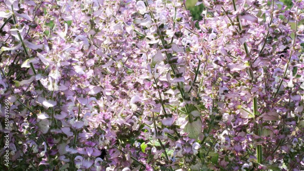 Natural plant screensaver video sage horticultural varieties on a sunny summer day high resolution 4k static camera position Natural plant screensaver video sage horticultural varieties on a sunny summer day high resolution 4k static camera position