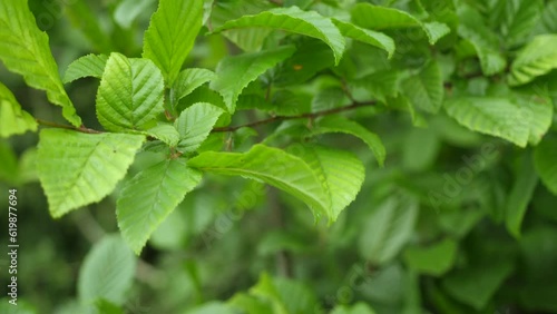 Wallpaper Mural Rich Green Leaves of Tree Waving in Wind. Fresh Green Leaves on Tree. Green Leaves on Tree Branch Sway in Wind. Summer Sunny Nature Background. Slow motion. Torontodigital.ca