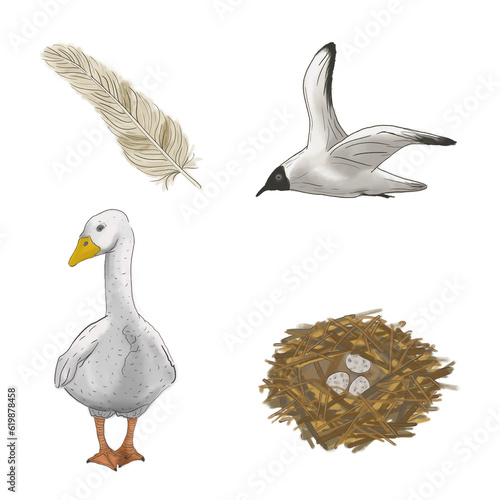 Difference between domesticated and wild birds. Bird life details in common illustration set. Birds nest and a feather as a part of drawing collection related to bird life.

