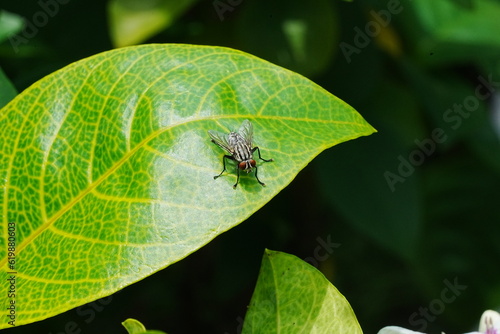 arcophagidae - Flesh flies|Sarcophagidae|麻蠅  on leaf photo