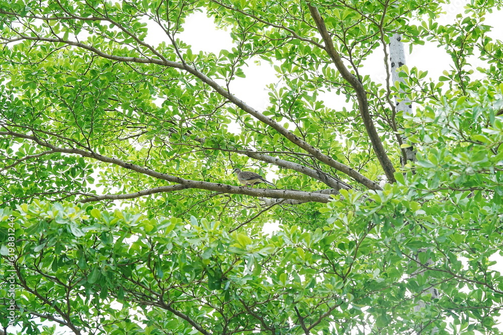 Fototapeta premium Spotted Dove|珠頸斑鳩