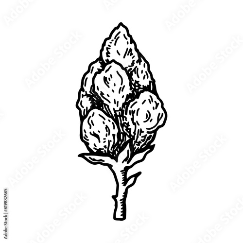 Cannabis bud.  Vintage vector illustration in sketch style. Marijuana plant flower