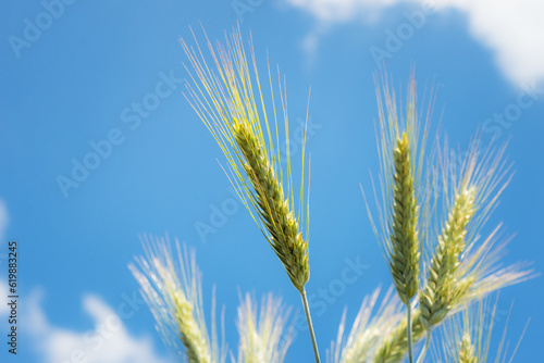 dry ripe corn spikes in field close up detail, bright blue cloudy sky background