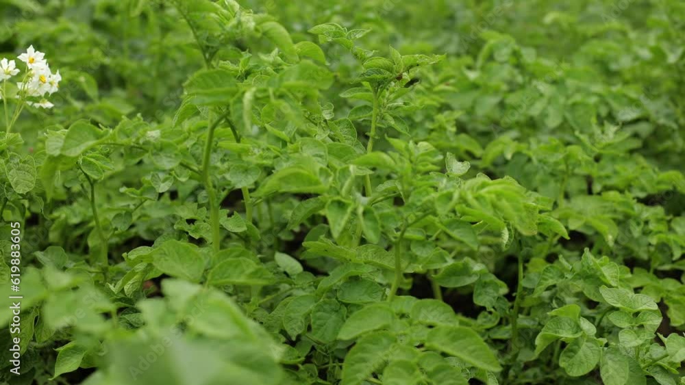 There are many potatoes in the field. Agriculture, green leaves of potatoes in summer. Colorado beetles destroy the tuber. Beetles and insects destroy the crop, it must be sprayed against parasites. There are many potatoes in the field. Agriculture, green leaves of potatoes in summer. Colorado beetles destroy the tuber. Beetles and insects destroy the crop, it must be sprayed against parasites.