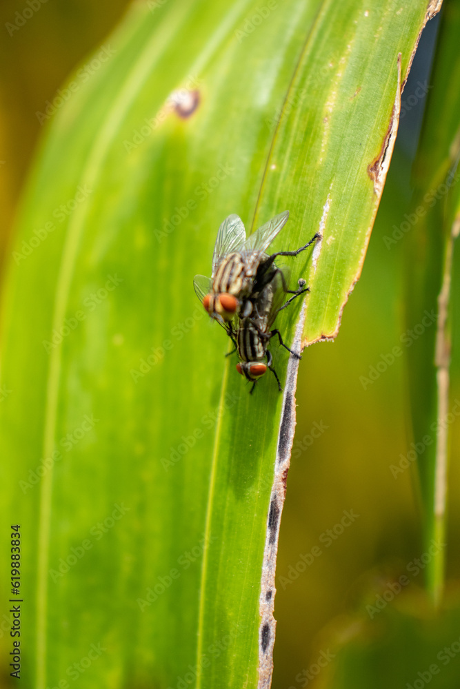 Fototapeta premium Photo of a fly standing on a tree branch.