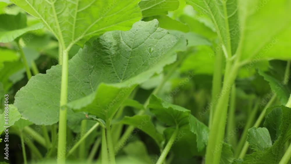 Green leaves of zucchini in summer. Harvesting field, farming, caring for zucchini. A good harvest, a well-kept field without chemicals Green leaves of zucchini in summer. Harvesting field, farming, caring for zucchini. A good harvest, a well-kept field without chemicals