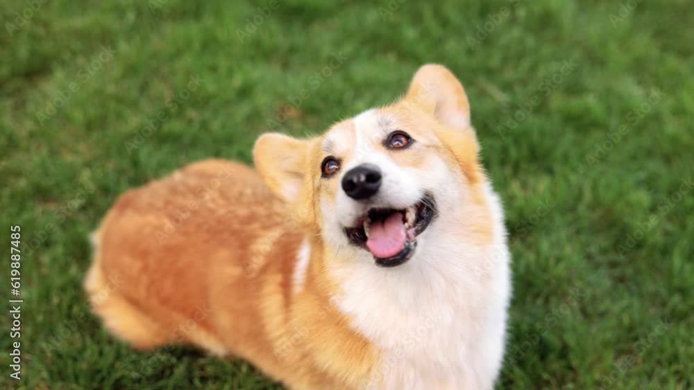 Portrait of adorable, happy dog of the corgi breed in the park on the green grass at sunset. Portrait of adorable, happy dog of the corgi breed in the park on the green grass at sunset.