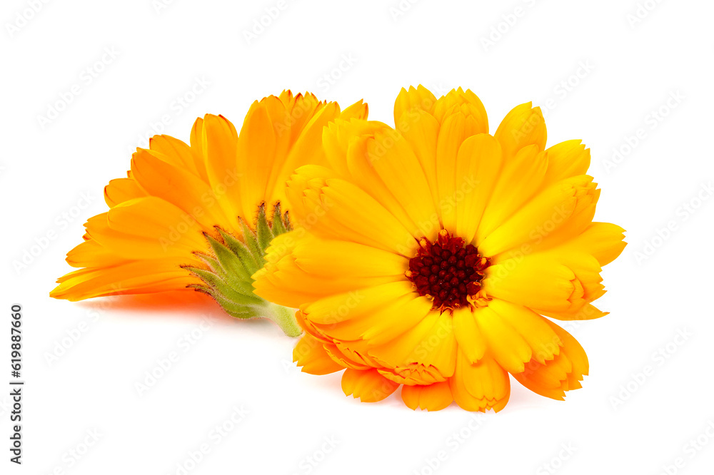 Calendula. Flowers isolated on white background. Calendula. Flowers isolated on white background.