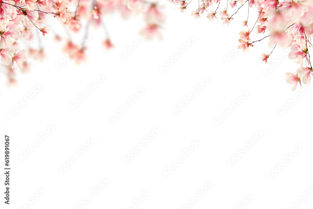 Blossom magnolia brunch on transparent background, pink Blooming Flower isolate, Branch set bungle png Blossom magnolia brunch on transparent background, pink Blooming Flower isolate, Branch set bungle png