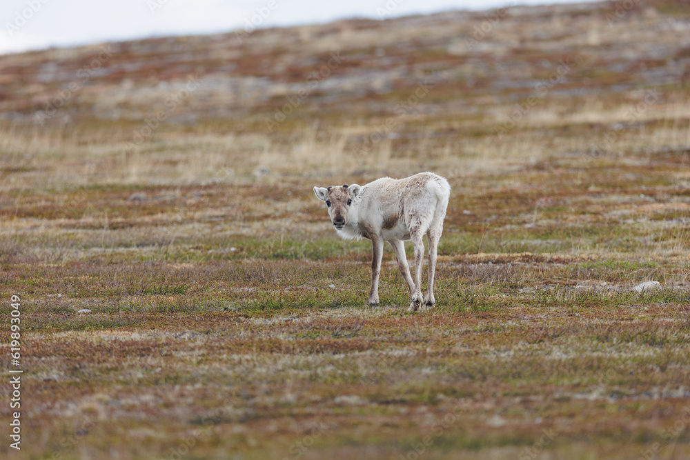 Wildlife scene from Sweden. Wild Reindeer. Rangifer tarandus.  Flatruet Sweden.