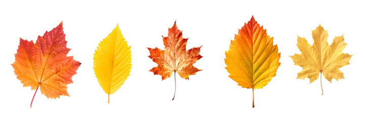 Close up photo, collection set of five different orange and yellow colorful leaves in autumn, isolated on panoramic transparent  background, fall autumnal season, png file