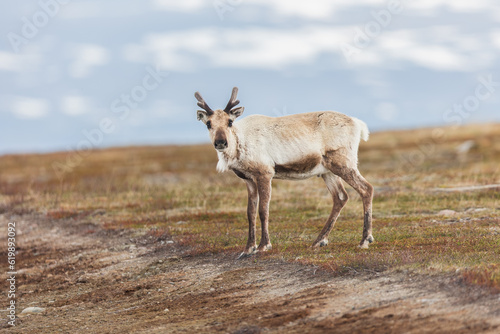 Wildlife scene from Sweden. Wild Reindeer. Rangifer tarandus.  Flatruet Sweden. © Nathalie