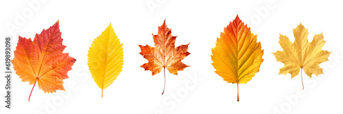 Close up set of five different orange leaves in autumn, isolated on panoramic transparent  background, fall season, png file
