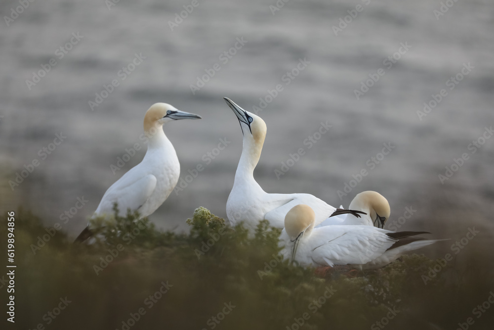 Northern gannet Northern gannet