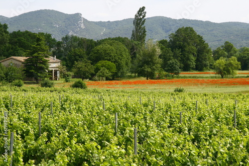 Les vignes en Ardèche dans le Vivarais en France photo