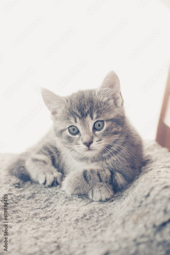 adorable grey kitten with blue eyes looking into camera resting at chair