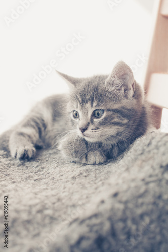 cute grey kitten resting at a chair