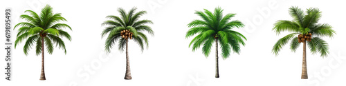 Palm Tree clipart collection, vector, icons isolated on transparent background