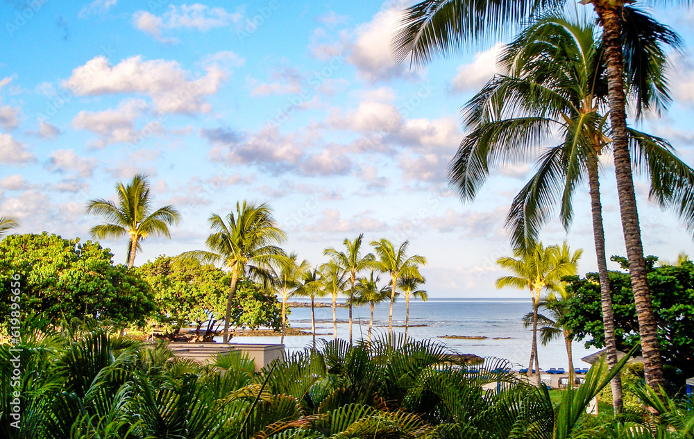 Obraz premium palm trees on the beach on Big Island Hawaii