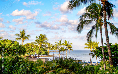 palm trees on the beach on Big Island Hawaii