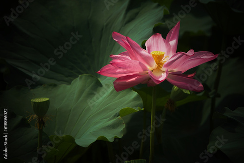 Lotus flowers bloom in the many public parks in Beijing, China from June to late August 