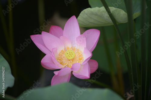 Lotus flowers bloom in the many public parks in Beijing, China from June to late August 