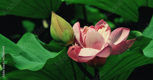 Lotus flowers bloom in the many public parks in Beijing, China from June to late August 